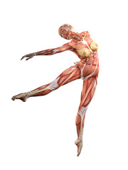 Female muscle anatomy dancing 3D Illustration