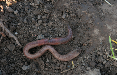 earthworm