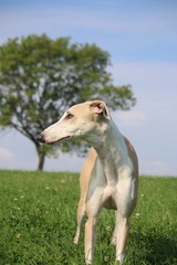 Fototapeta premium lächelnder windhund