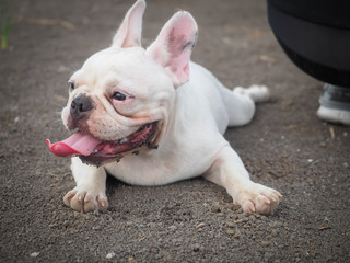 Fototapeta premium French bulldog playing in the field