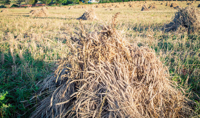 stack of straw