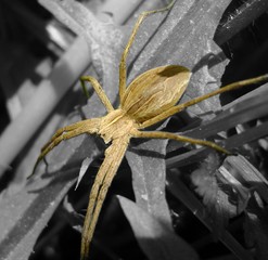 portrait de l'araignée © marquisedesanges