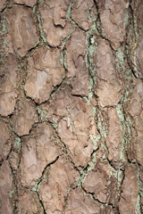 horizontal closeup of old pine tree bark