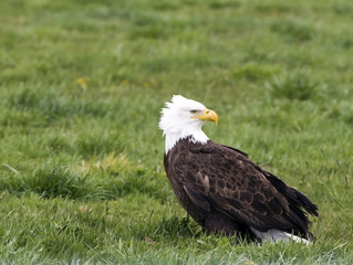 Bald Eagle sitting in a grassy field.