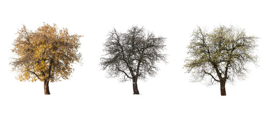 three pear tree