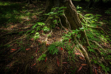 Rudraksha trees of the Sanctuary Forest