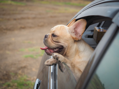 French Bulldog Stuck In Car