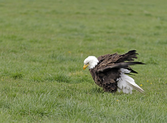Bald Eagle sitting in a grassy field in Northern Nevada.