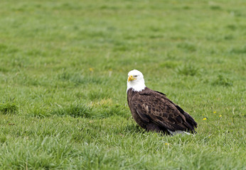 Bald Eagle sitting in a grassy field near Reno Nevada.
