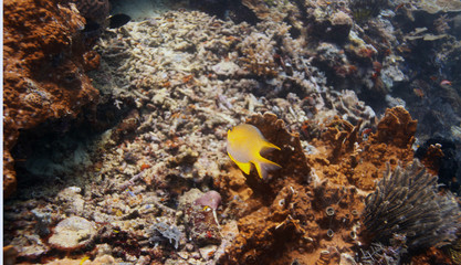 Fototapeta na wymiar yellow fish swimming near a coral reef