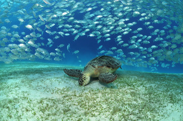 Meeresschildkröte unter Makrelenschwarm