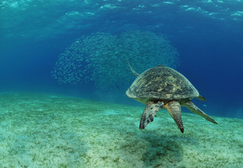 Meeresschildkröte am Makrelenschwarm 