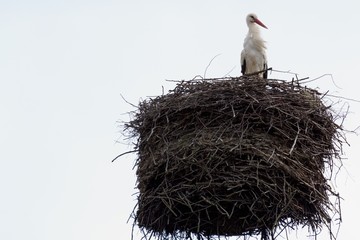 White stork in a nest on a chimney