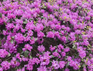 Rhododendren