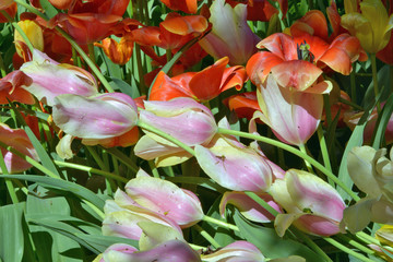 tulipani piantati nel campo, composizione floreale