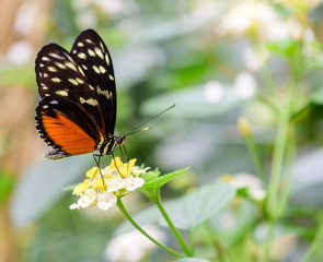 Obraz na płótnie Canvas Butterfly landing on wildflowers in my backyard