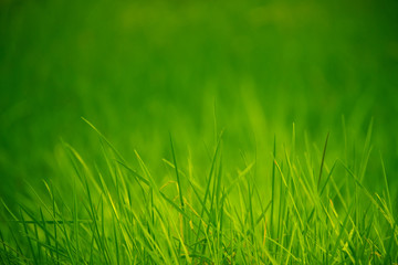Lush Green Grass With Copy Space
