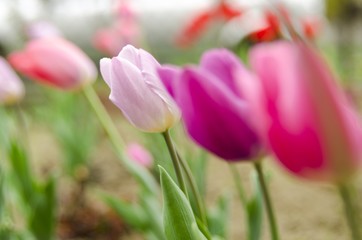 tulips in the wind