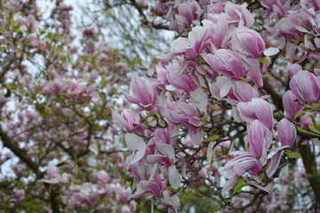 Magnolien Blüten auf dem Baum    ( Magnoliaceae )