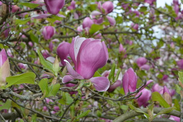 Rosa Magnolien Blüten auf dem Baum  ( Magnoliaceae )