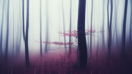 fantasy forest landscape creative camera movement effect motion blur