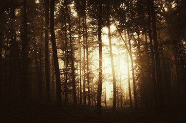sunrise in dark forest with sun light between trees