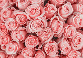 Rose Background. Colorful rose wall background