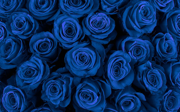 Beautiful blue roses, floral background