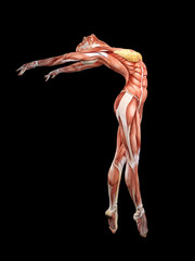 Female muscle anatomy dancing 3D Illustration