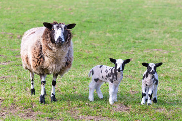 Obraz premium Mother sheep with two newborn lambs in spring