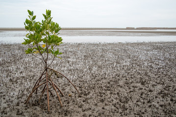 Wide angle view of a lone loop-root mangrove (Rhizophora mucronata) sapling planted on a salt marsh during a low tide, with cone roots exposed. Rayong, Thailand. Nature and conservation concept. - 144752187