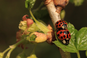 portret Coccinella sp © Argiz