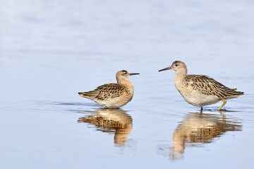 Ruffs