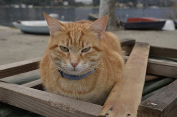 Bad cat