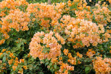 Detail of a bush of densely packed orange bougainvillea flowers, Thailand. Nature and travel concept.