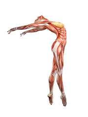 Female muscle anatomy dancing 3D Illustration