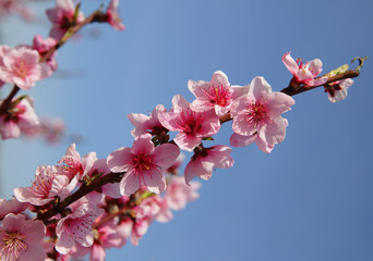 Closeup of beautiful blooming peach