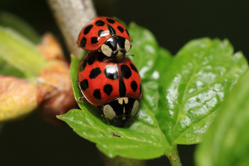 portret Coccinella sp