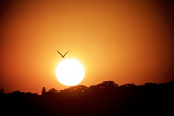 Birds in flight