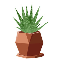 Vector illustration with succulent in geometric flowerpot
