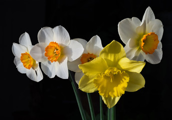 A bouquet of daffodils lit by the sun isolated on a black background.