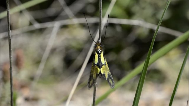 libelloides coccajus