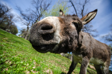 The donkey is close to the camera, the donkey's nose is close up.