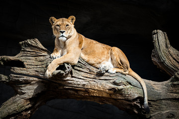 Löwin beobachtet Ihre Umgebung © Thomas