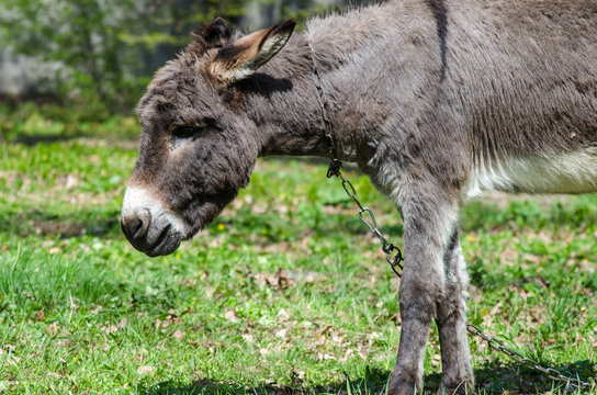 A sad gray donkey is tied up in a park on the grass
