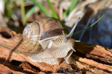 roman snail - helix pomatia