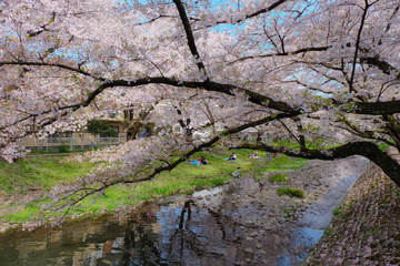 beautiful path with sakura trees