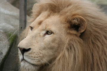 Lion' s head 
