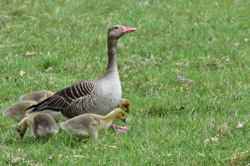 happy greylag goose familly