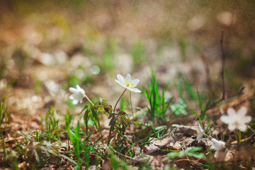 The first spring flowers are snowdrops in the forest. Photo of close-up of white snowdrop